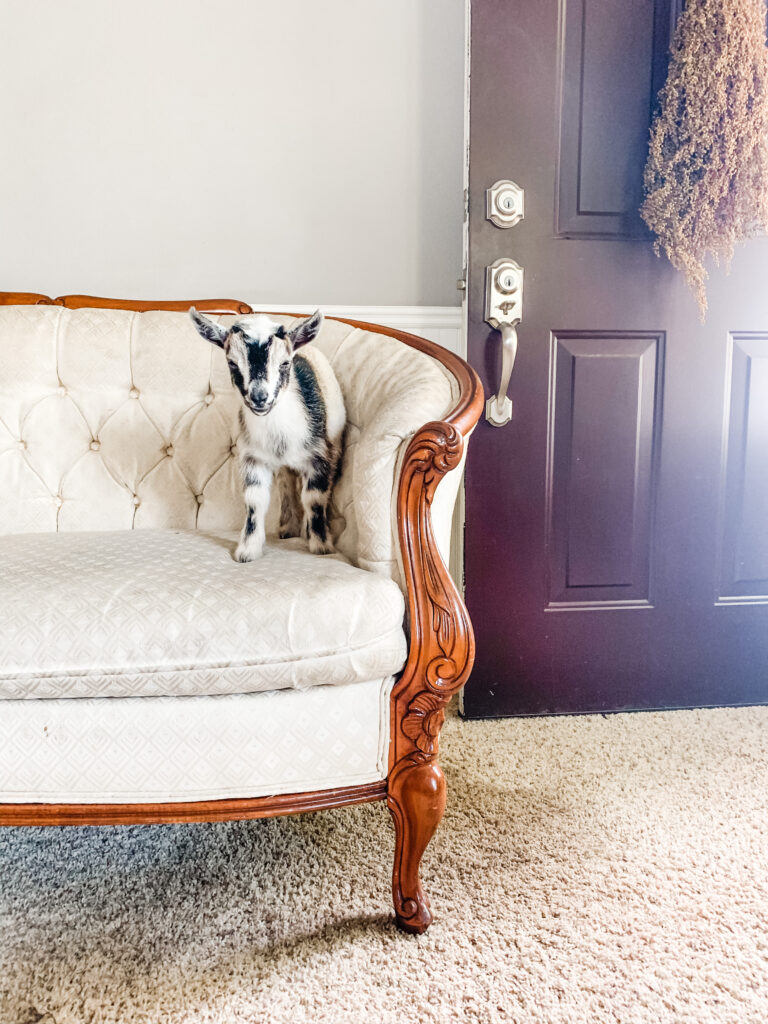 Baby goat on victorian couch 